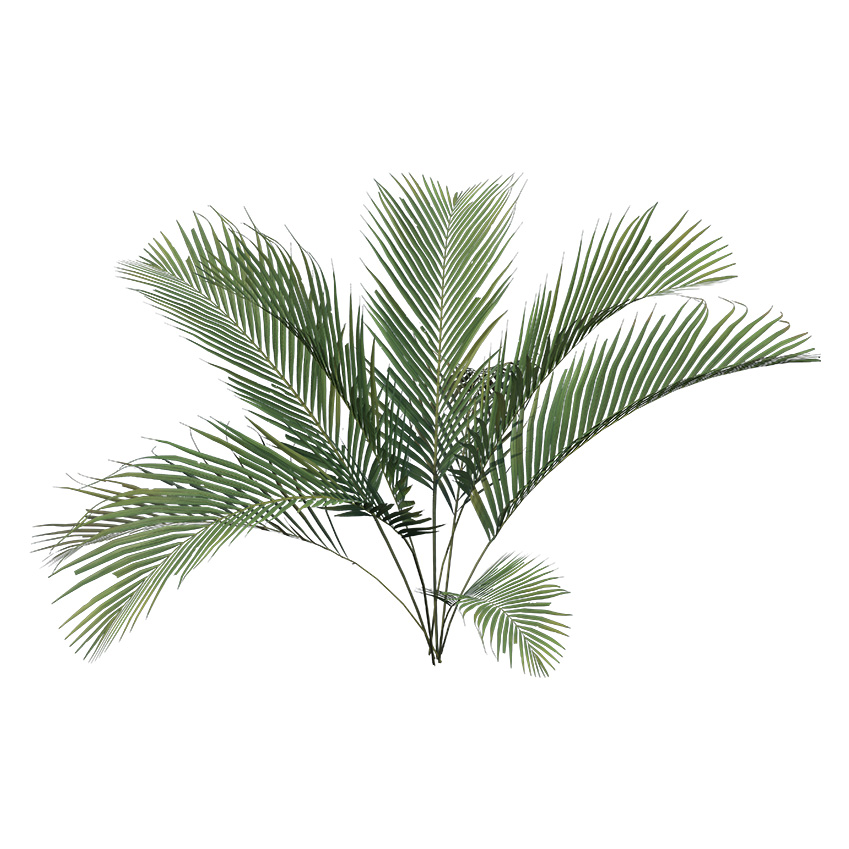 Chamaedorea cataractarum - Cat Palm